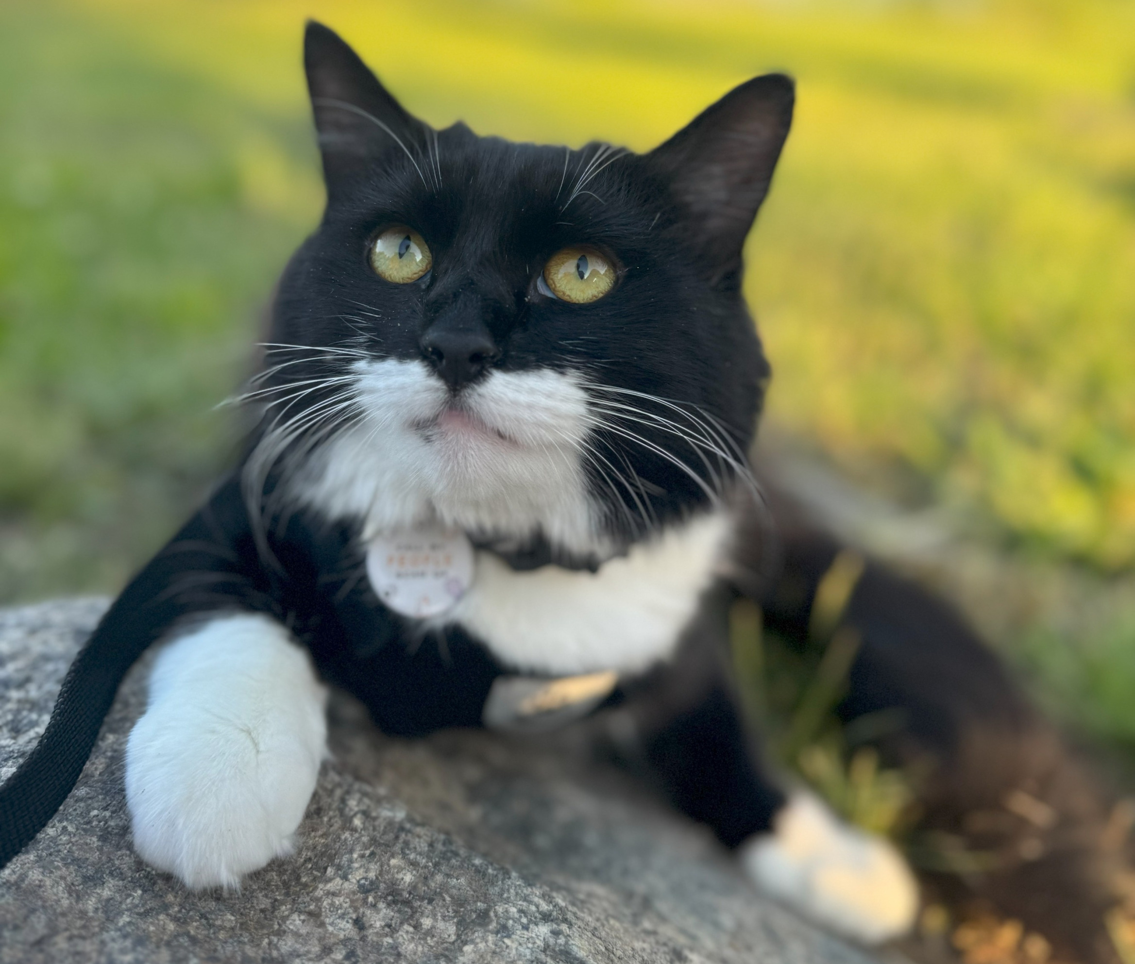 Lady Frajola Perfil