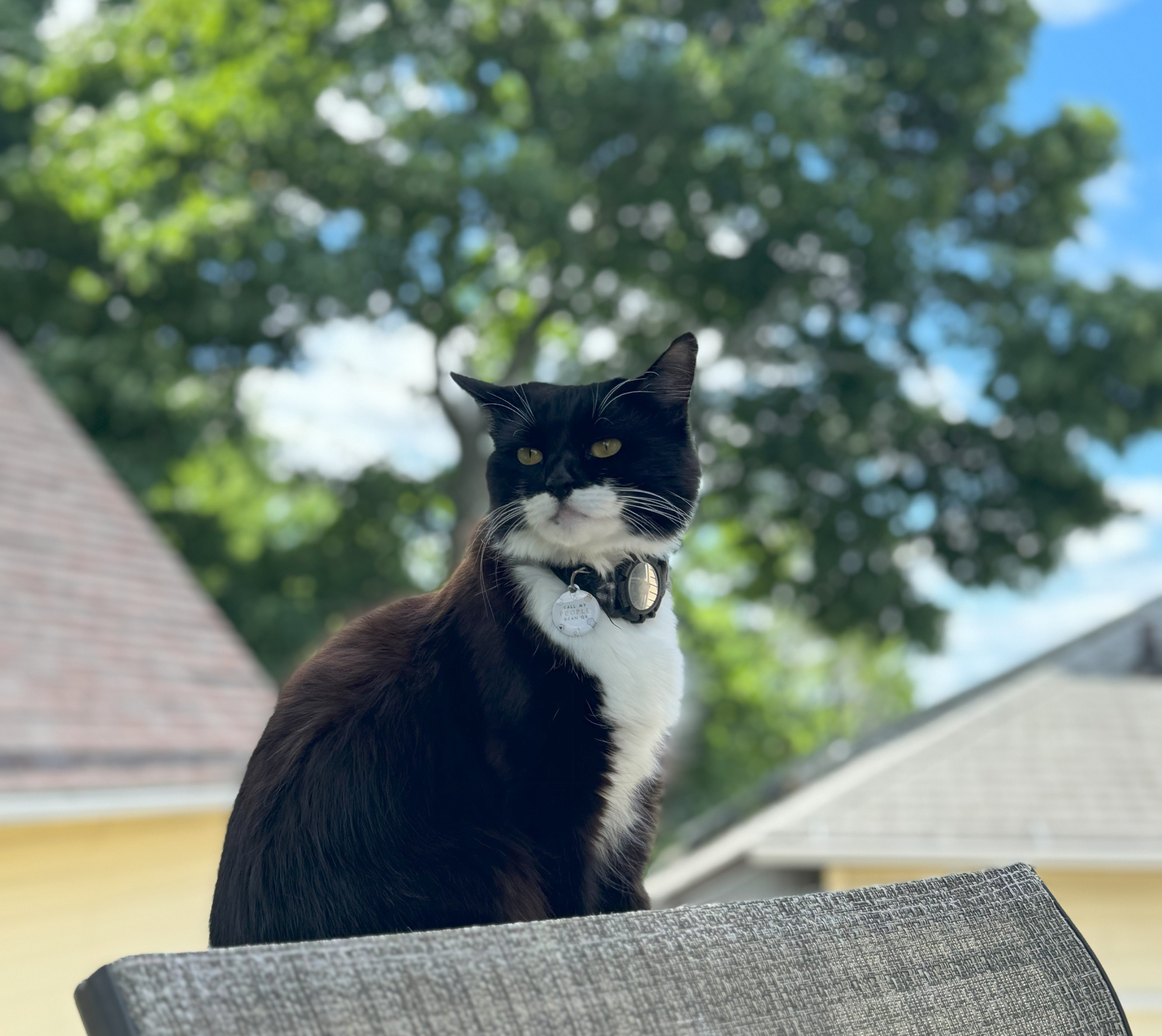 curious cat portrait friendly
